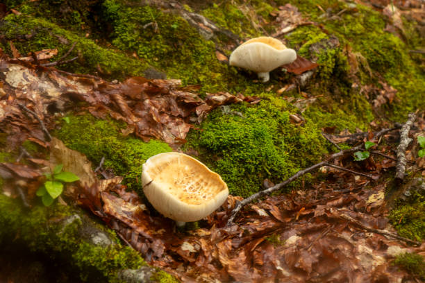 Mushroom and fungi in forest
