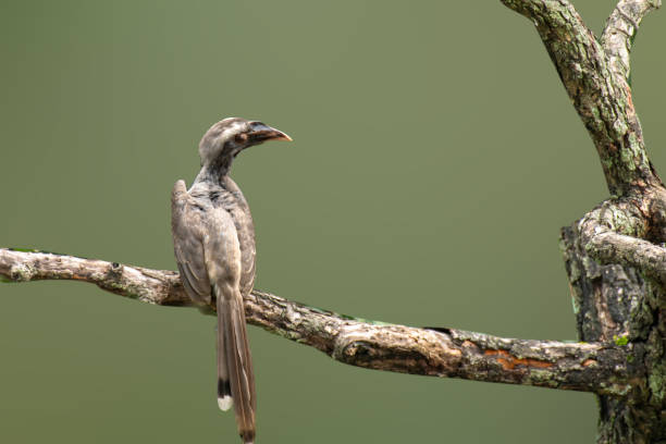 istock Gray horn bill on the branch 2175575629