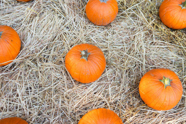 Large pumpkins displayed on a bed of straw on a sunny day.