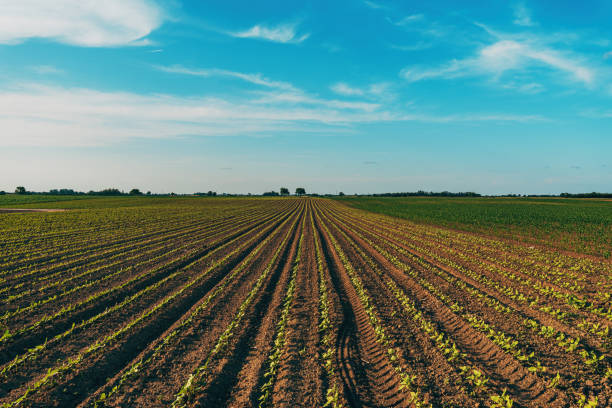 istock Common sunflower seedling in cultivated plantation field 2175578101