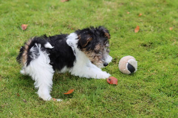 istock Wire fox terrier puppy playing with a ball on grass 2175578563