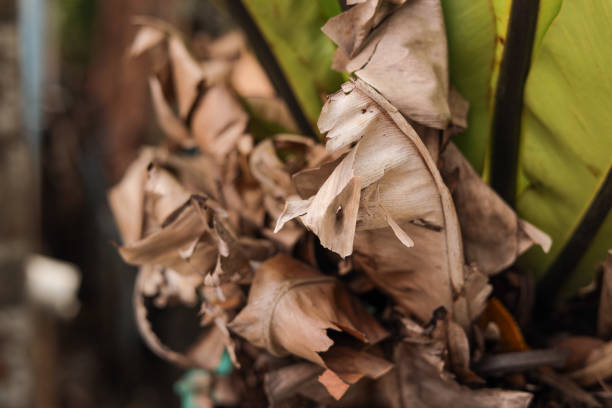 Photo series of macro shots done in autumn forest at Lahemaa National Park during autumn.