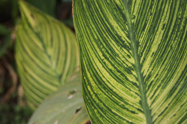 Green tropical natural leaves background image