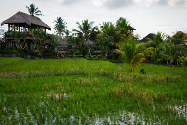 Lush green rice paddies stretch across the landscape in Indonesia, with traditional rural structures visible in the background. This serene agricultural scene captures the simplicity of rural life and the natural beauty of the region, perfect for nature or travel-themed projects.