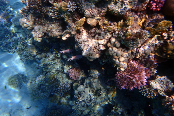 nice coral reef life in the Egypt, Safaga