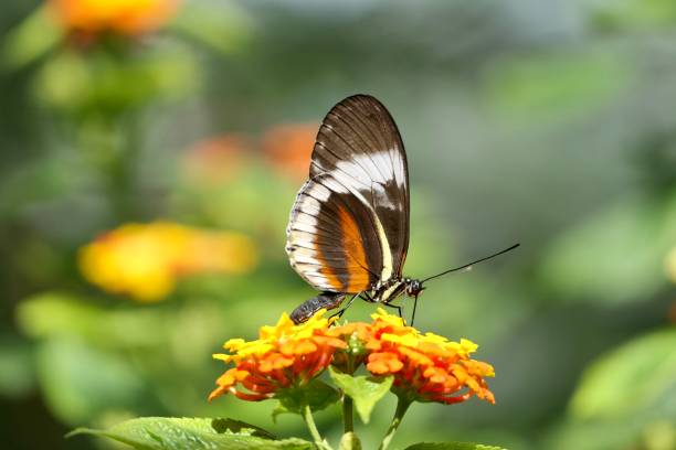 istock Cydno Longwing Butterfly, Heliconius cydno 2175584747