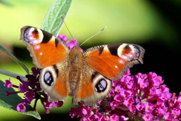 istock Peacock butterfly on a panicle of a summer lilac. 2175584749