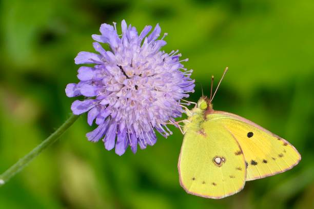 istock A Clouded Yellow butterfly on a lilac-colored field widow flower. 2175584753