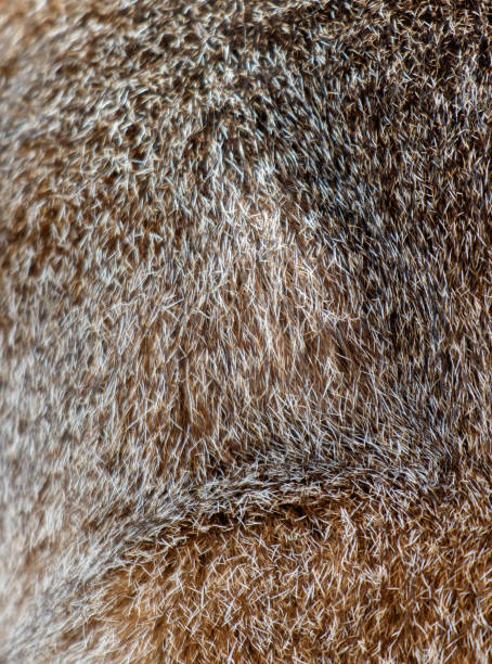istock The fur is brown and has a lot of texture 2175585002