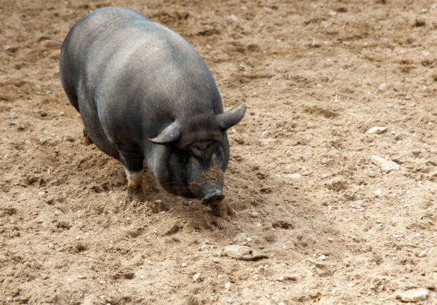 A pig is walking on a dirt field. The pig is large and he is dirty