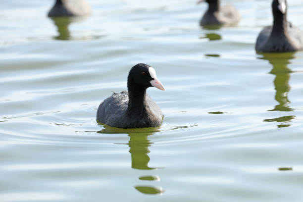Eurasian coots in the water