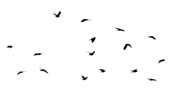 istock Flock of birds isolated on white background 2175585317