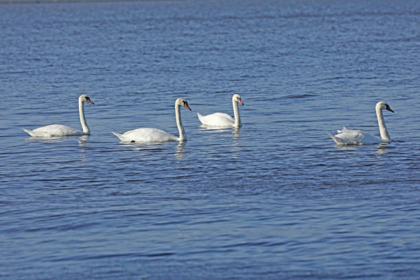 istock White swans on the water 2175585371