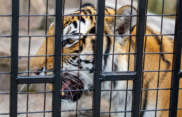 istock A tiger is looking at the camera through a metal cage 2175585418