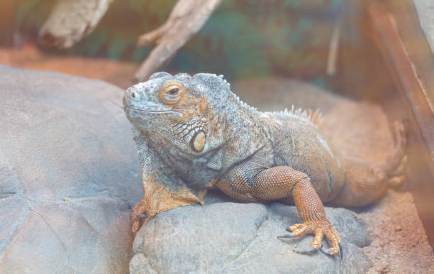 istock A lizard is laying on a rock in a zoo enclosure 2175585445