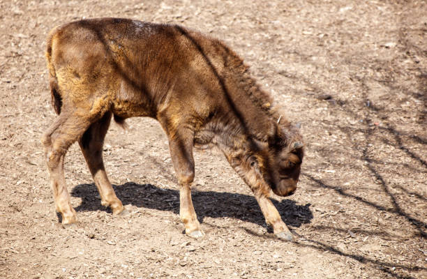 A baby bison runs in the zoo.