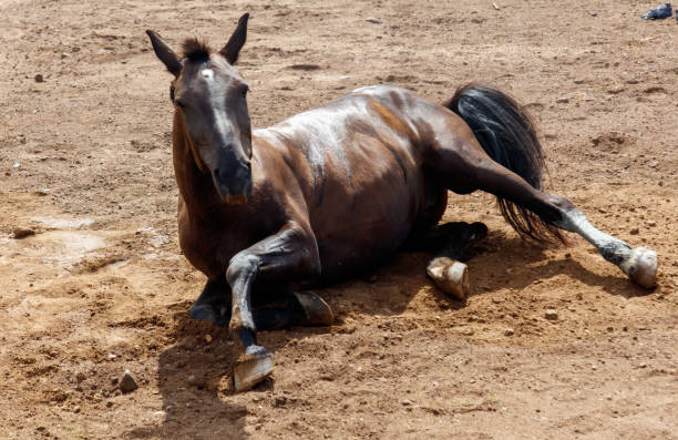 istock The horse is lying on the ground 2175585589