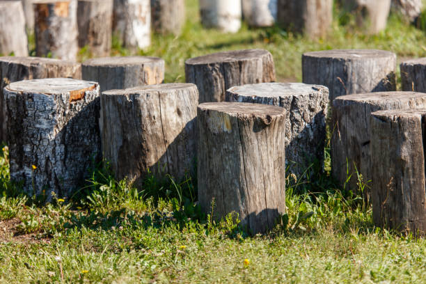 istock Wooden stumps lie in nature 2175585642