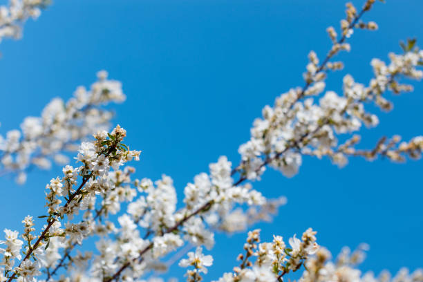 Beautiful fresh white cherry blossoms blooming on tree against blue sky during springtime