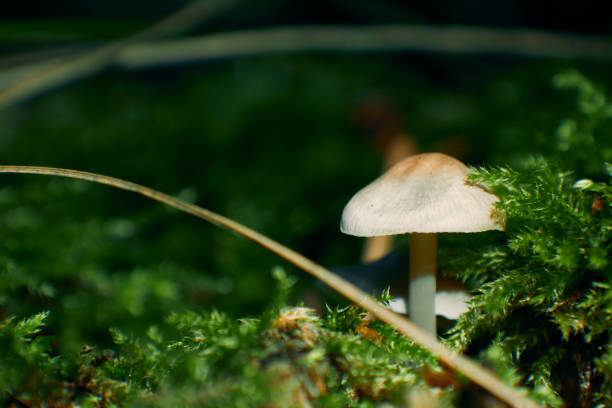 small mushroom macro