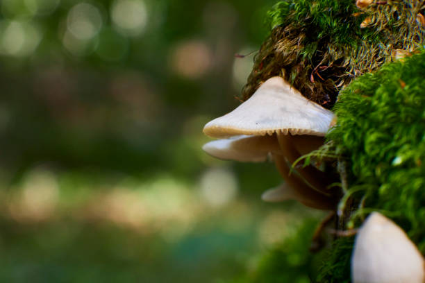small mushroom macro