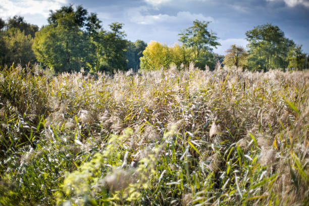 Landscape, fresh air, a walk in the park.