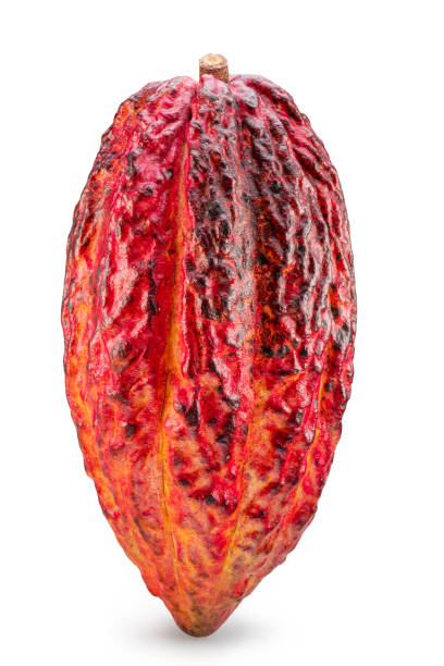 istock Cocoa fruit or cocoa pod isolated on white background. Clipping path. 2175589712