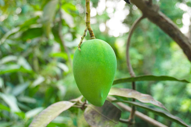 Close up shot of a beautiful green mango