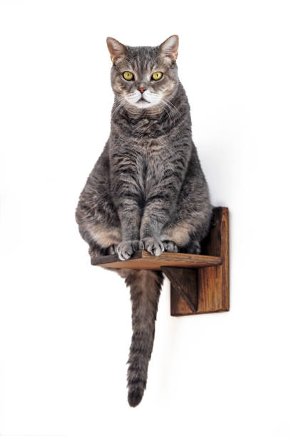 istock British shorthair cat sitting wall ladder 2175593145