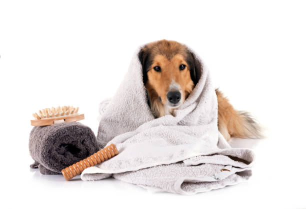 istock Shetland Sheepdog and wellbeing in studio 2175593223