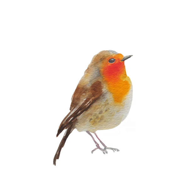 istock Watercolor bird robin, hand painted on paper, white background 2175593687