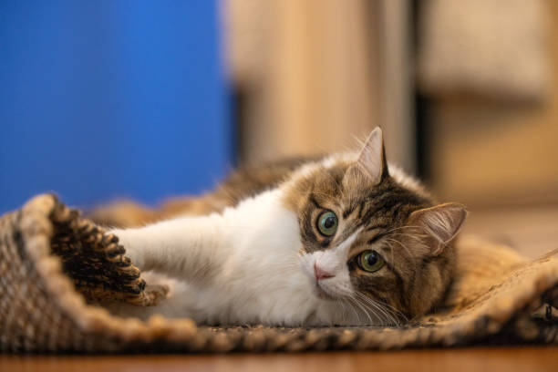 istock Norwegian forest cat playing on the carpet 2175594242