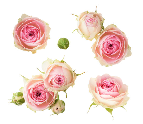 istock Set of small pink rose flowers isolated 2175594624