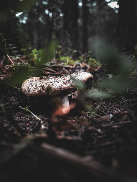 A close-up image of wild mushrooms sprouting on the forest floor, surrounded by leaves and natural debris. The rich textures and earthy colors highlight the mushrooms' organic growth in their natural environment. This image is perfect for themes related to nature, wildlife, foraging, and biodiversity.
