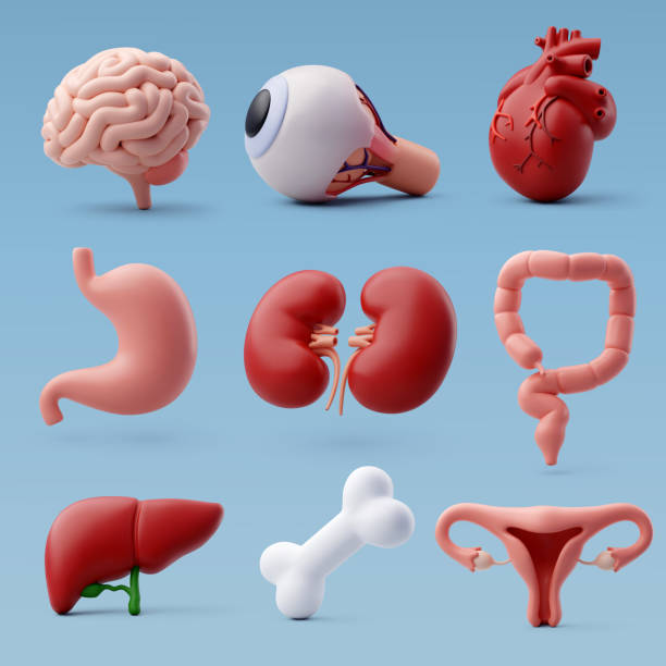 3d 벡터 인간 장기, 건강 및 장기 기증 개념. - 콩팥 내부 기관 stock illustrations