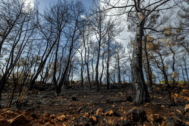 The fire burning in the farmland and forest that global warming problem