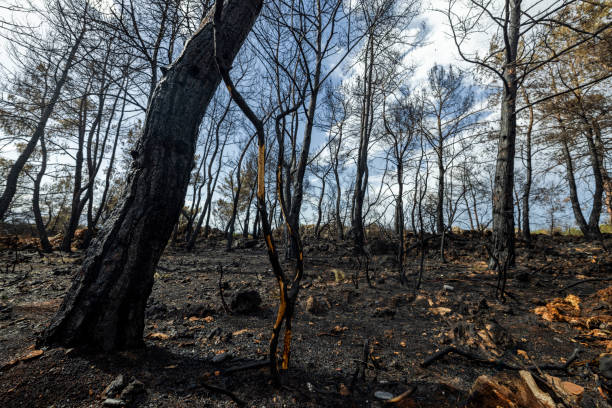 istock The fire burning in the farmland and forest that global warming problem 2175603240