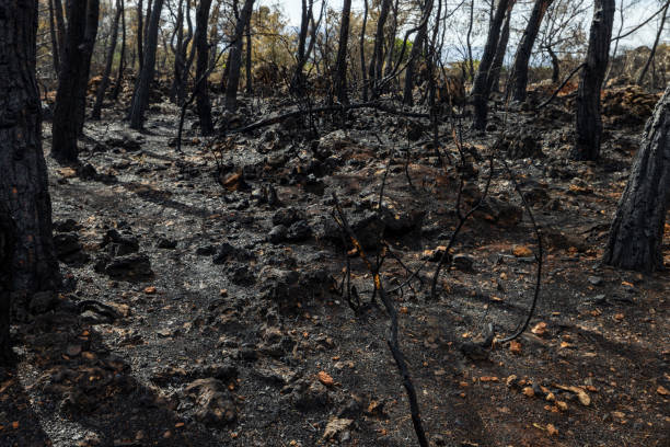 istock The fire burning in the farmland and forest that global warming problem 2175603500