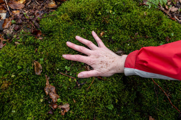 A close up shot of an unrecognisable persons hand placed on a bed of vibrant green moss in a woodland in Northumberland. The woman is wearing a vibrant red outdoor jacket. Located near Alnwick Northumberland.\n\nVideos are available similar to this scenario.
