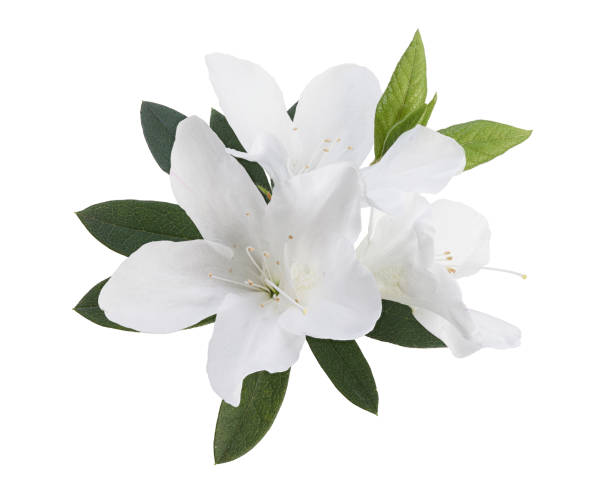 istock Azaleas flowers with leaves, White flowers isolated on white background with clipping path 2175608026