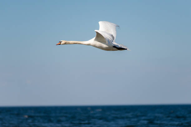 White swan flies over the blue sea