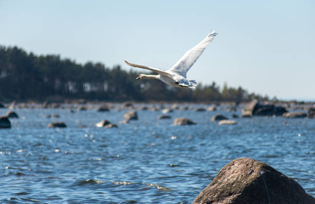 White swan flies over the blue sea