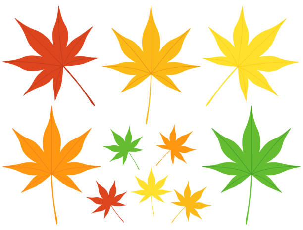 260+ Momiji Stock Illustrations, Royalty-Free Vector Graphics