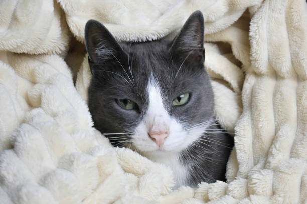Adorable little gray cat peeks out from under the covers. Funny grey cat hides under white blanket. Cat with a dirty nose Adorable little gray cat peeks out from under the covers. Funny grey cat hides under white blanket. Cat with a dirty nose High quality photo weak cat stock pictures, royalty-free photos & images