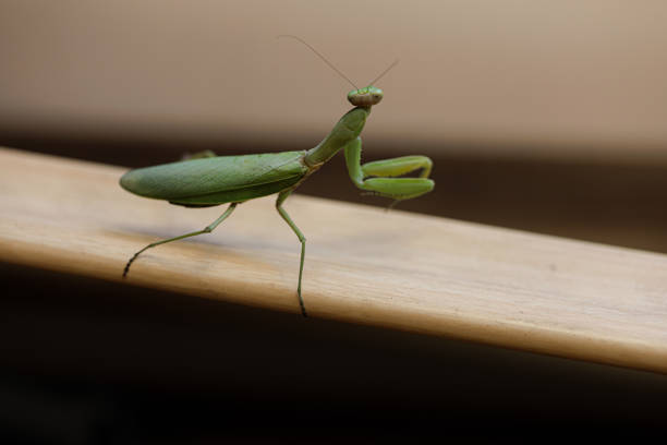 Photo of a praying mantis looking at you on a white background.
