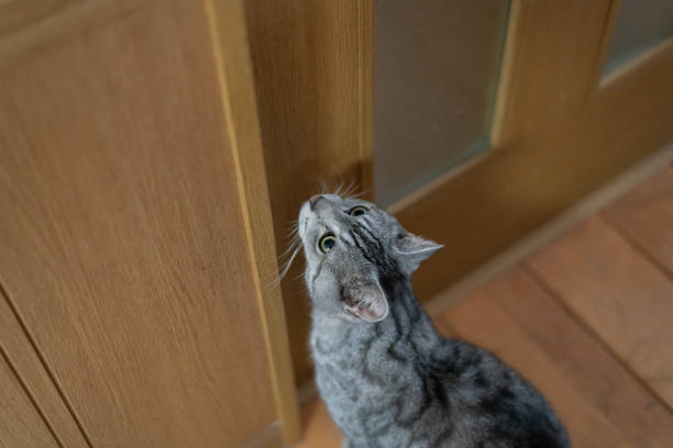 Cat waiting at the door