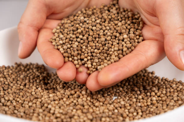istock A handful of coriander grains close-up 2175613800