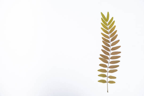 Dried Gleditsia honey locust branch, white background top view.