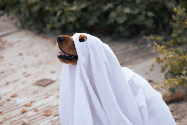 istock A dog dressed as a ghost with pumpkins during a cheerful autumn celebration 2175614281