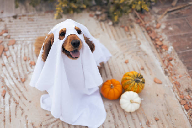 istock A dog dressed as a ghost with pumpkins during a cheerful autumn celebration 2175614451